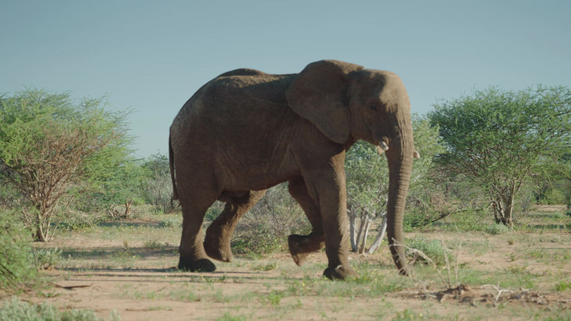 Come with me to a Safari